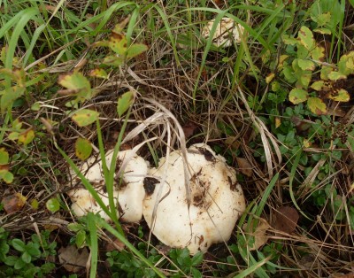 SDC10877.jpg