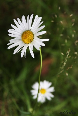_MG_5720.jpg