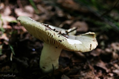 _MG_5746.jpg