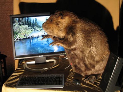 beaver.jpg