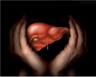 1261397939_liver-main.jpg