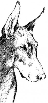 Doberman_2.jpg