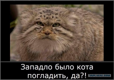 post-13-12236228961573.jpg
