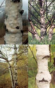 Betula-pendula-var.carelica[1].jpg